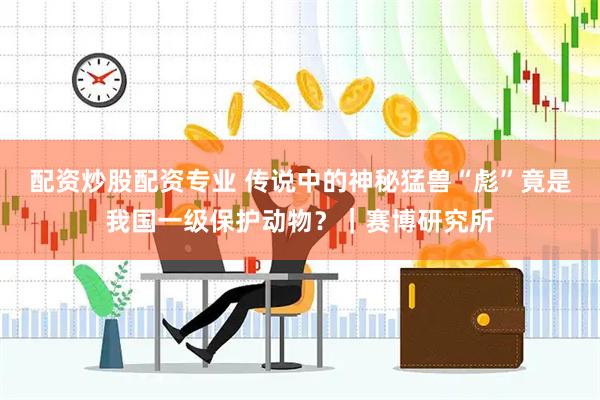 配资炒股配资专业 传说中的神秘猛兽“彪”竟是我国一级保护动物？｜赛博研究所